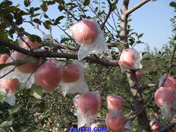 ��ƻ�� 017.jpg