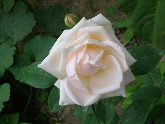 DSCN2888.JPG