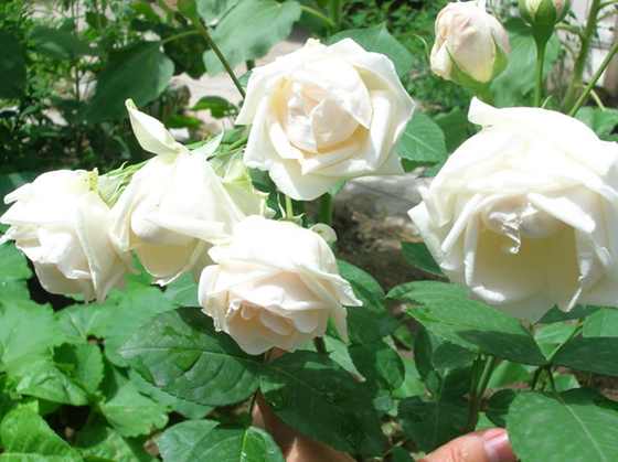 DSCN2845.JPG