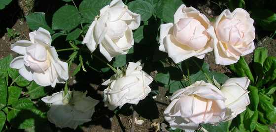 DSCN2882.JPG