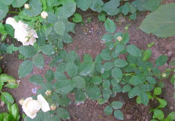 DSCN2805.JPG