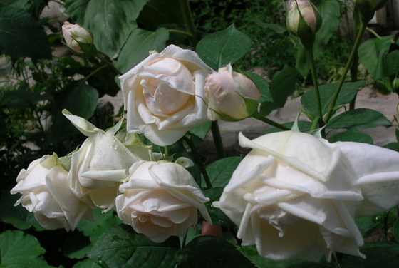 DSCN2844.JPG