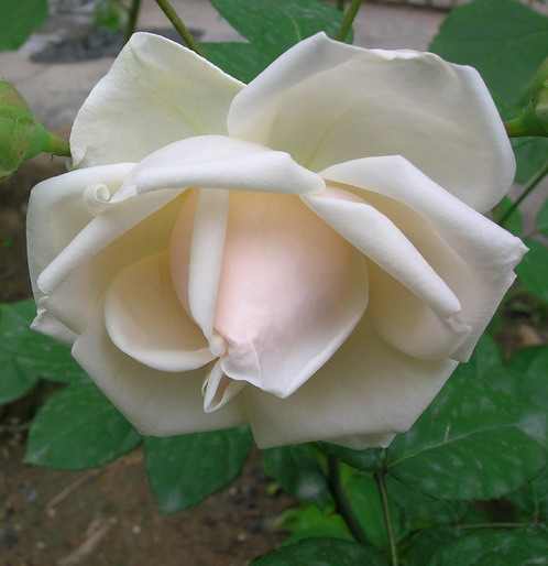 DSCN2710.JPG