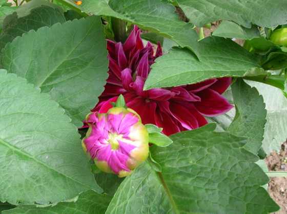 DSCN2918.JPG