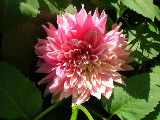 DSCN2821.JPG