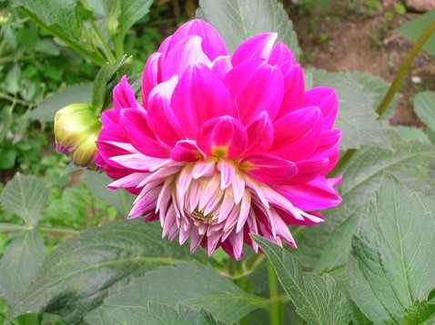 DSCN2731.JPG