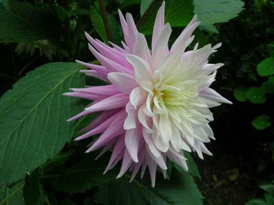 DSCN2713.JPG