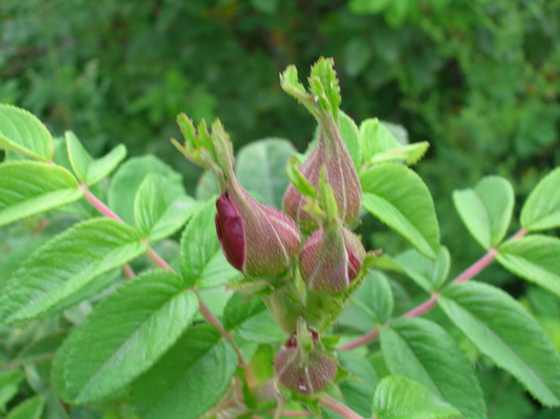 DSCN2788.JPG