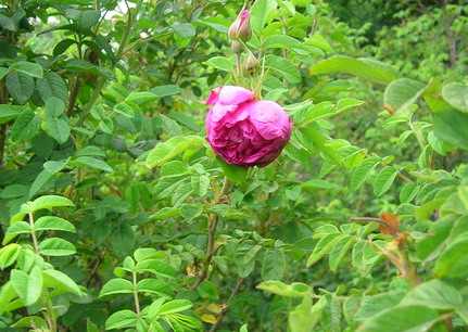 DSCN2767.JPG