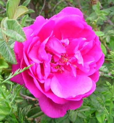 DSCN2781.JPG