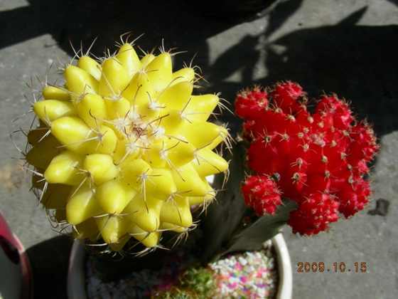 DSCN1180.JPG