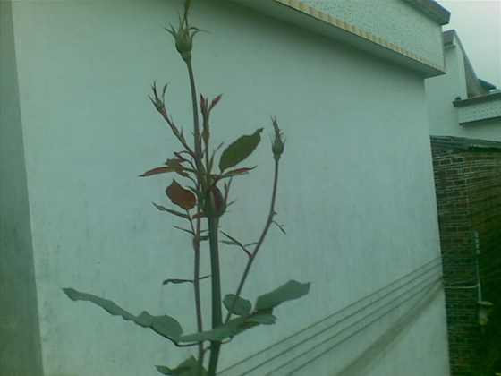 20090318_004.jpg