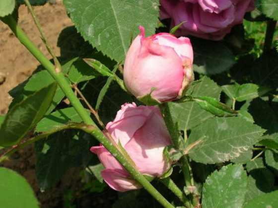 DSCN2418.JPG