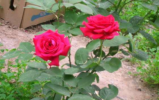 DSCN2599.JPG