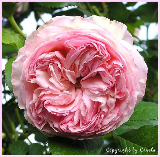 EDEN  ROSE88 ɳʯ1.jpg