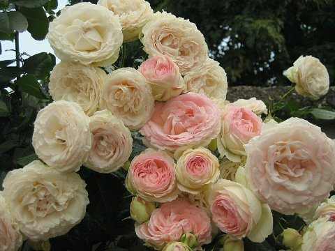 EDEN  ROSE88 ɳʯ 1.jpg