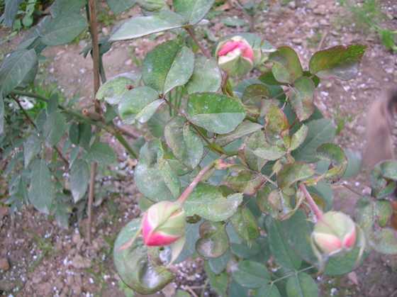 DSCN3258.JPG