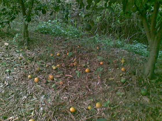 20091025_019.jpg