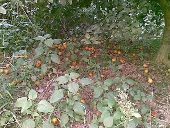 20091025_017.jpg