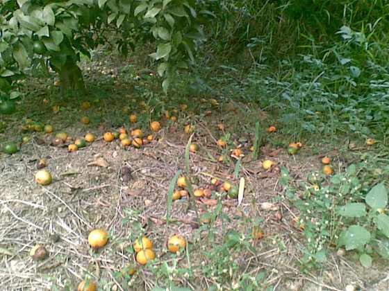 20091025_018.jpg