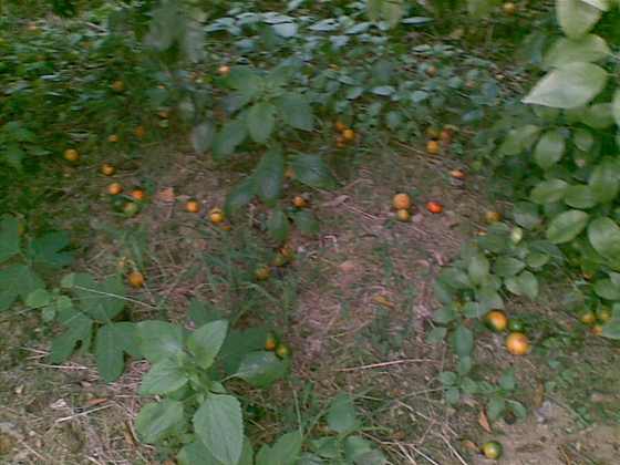 20091025_016.jpg