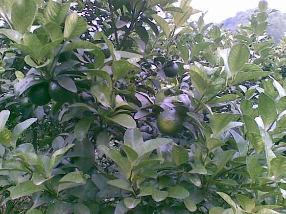 20091025_023.jpg