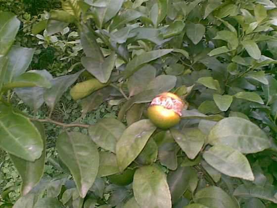20091025_024.jpg