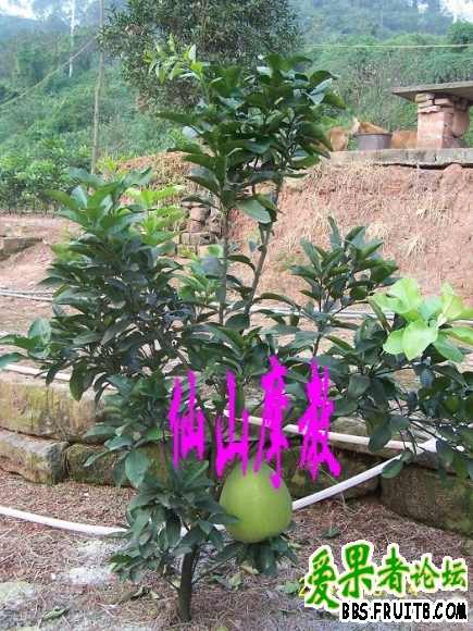 ���Ǻ�������