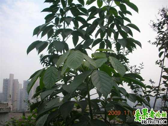 DSCN2547 ().JPG