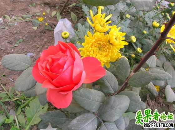 DSCN3409_С.JPG