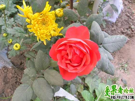 DSCN3406_С.JPG