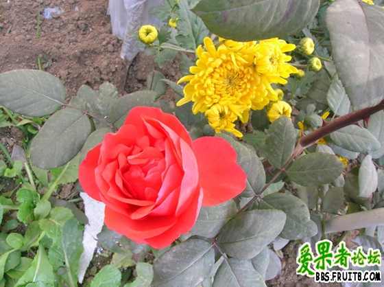 DSCN3410_С.JPG