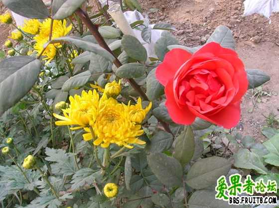 DSCN3412_С.JPG