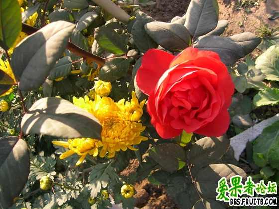 DSCN3415_С.JPG