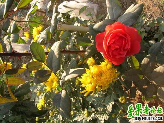 DSCN3418_С.JPG