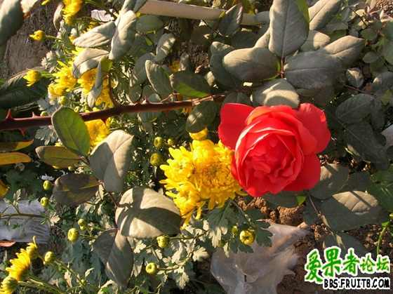 DSCN3417_С.JPG