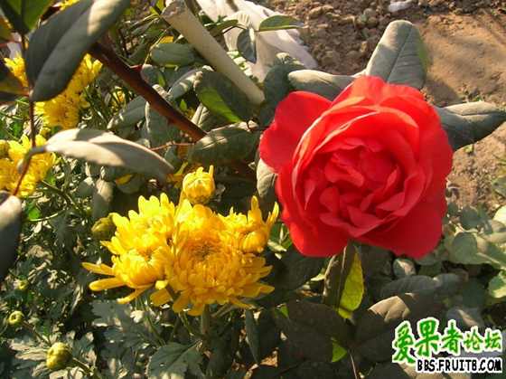 DSCN3416_С.JPG