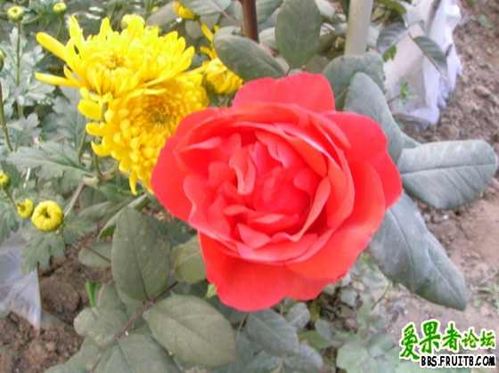DSCN3508_С.JPG