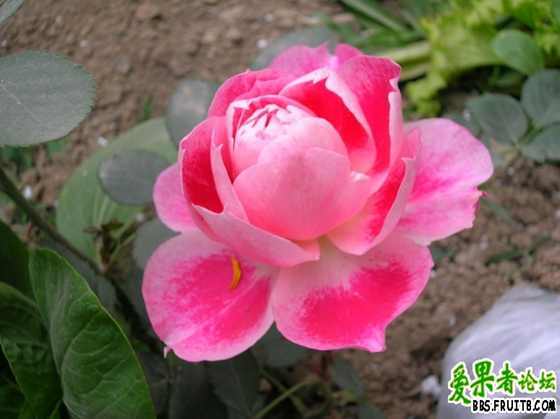 DSCN3314_������С.JPG