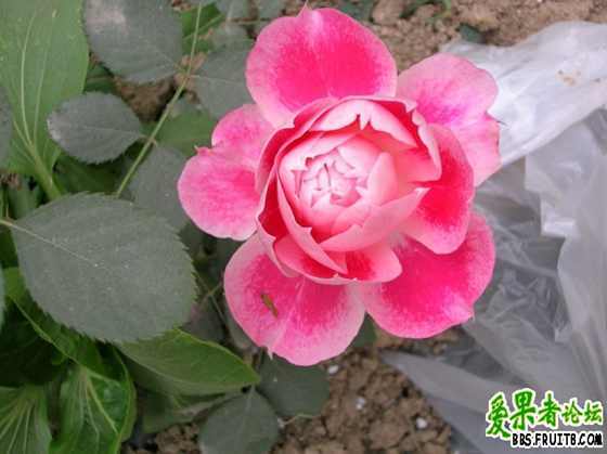 DSCN3312_������С.JPG