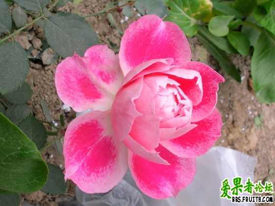 DSCN3315_������С.JPG