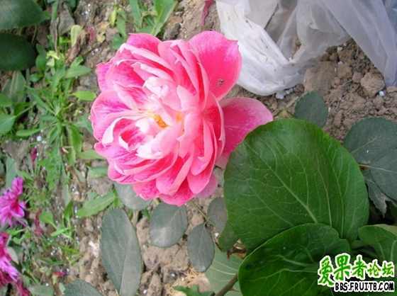 DSCN3332_������С_������С.JPG