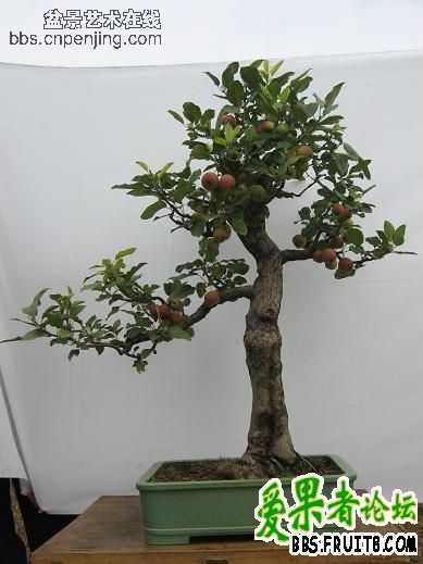 �����辰(�����ԴȪ��ʦ����Ʒ)