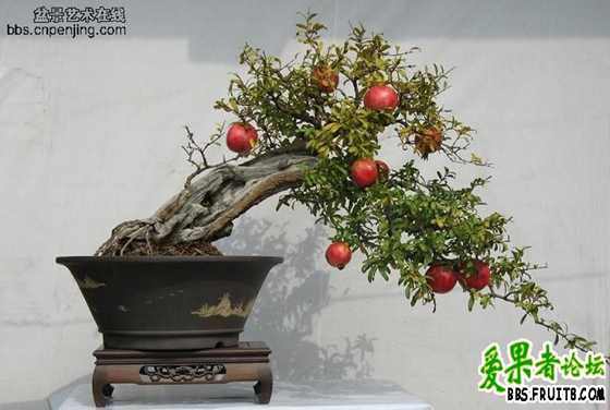 ʯ���辰(�����ԴȪ��ʦ����Ʒ)