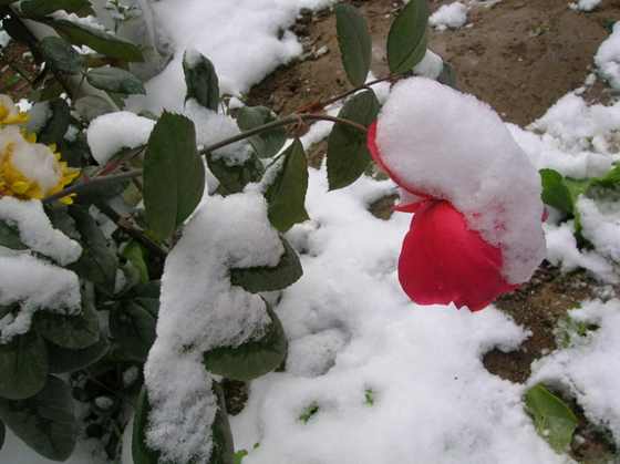 DSCN3560_С.JPG