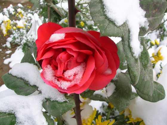 DSCN3561_С.JPG