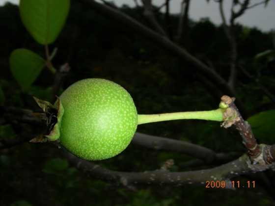 DSCN2675.JPG