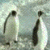 200902251934533968.gif