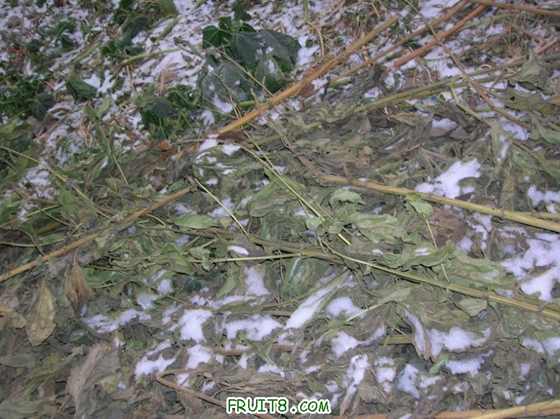 DSCN3743_С.JPG
