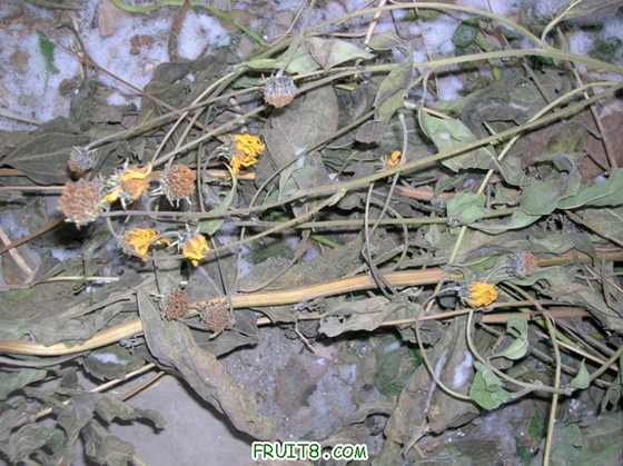 DSCN3744_С.JPG